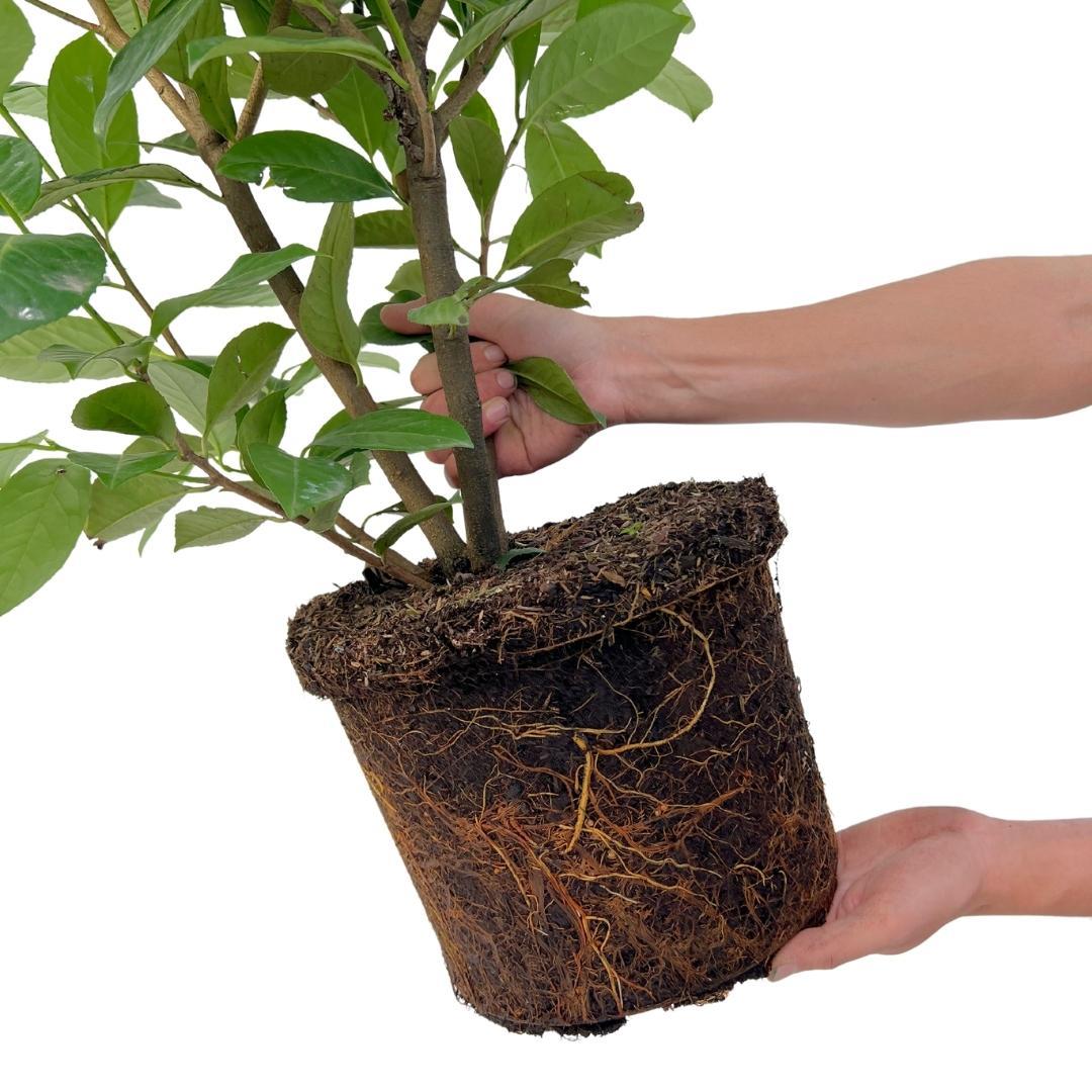 Laurierkers 'Rotundifolia', 15L, 20 stuks voor 10 m haag, groene bladeren