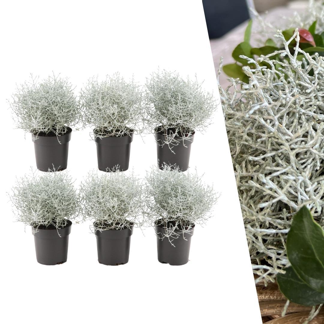 Productafbeelding van Pureplant