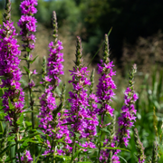 Lythrum salicaria