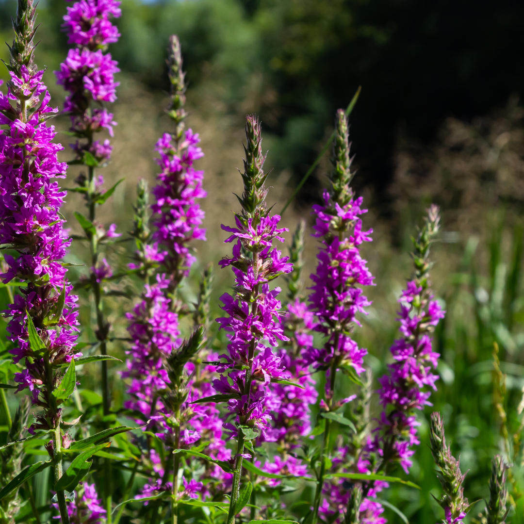 Lythrum salicaria, gezonde plant