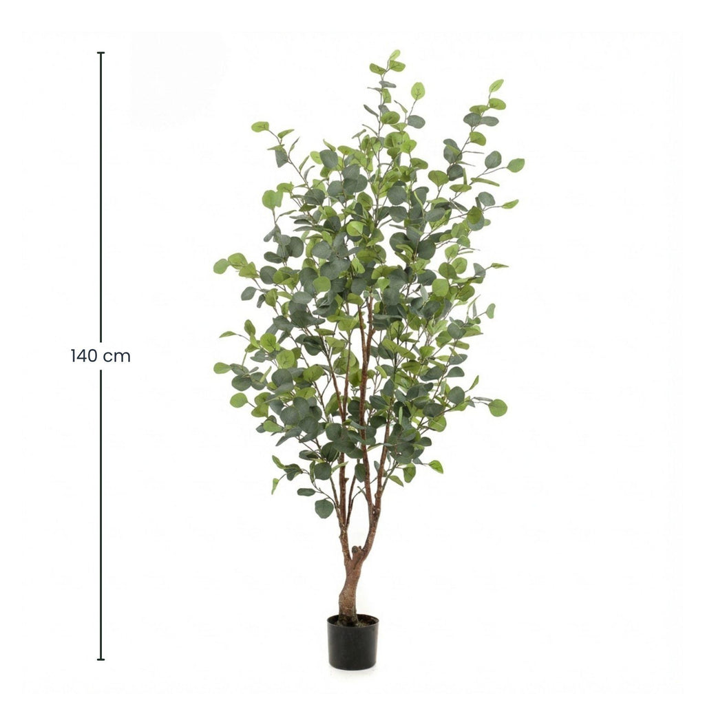 Eucalyptus boom, detail van het blad