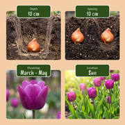 Bloembollen tuinmix, Bulb Garden Mix, foto 4