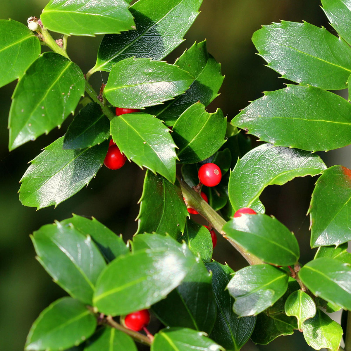 Ilex Blue maid, detail van het blad