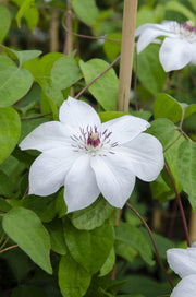 Clematis Miss Bateman - Clematis Wit
