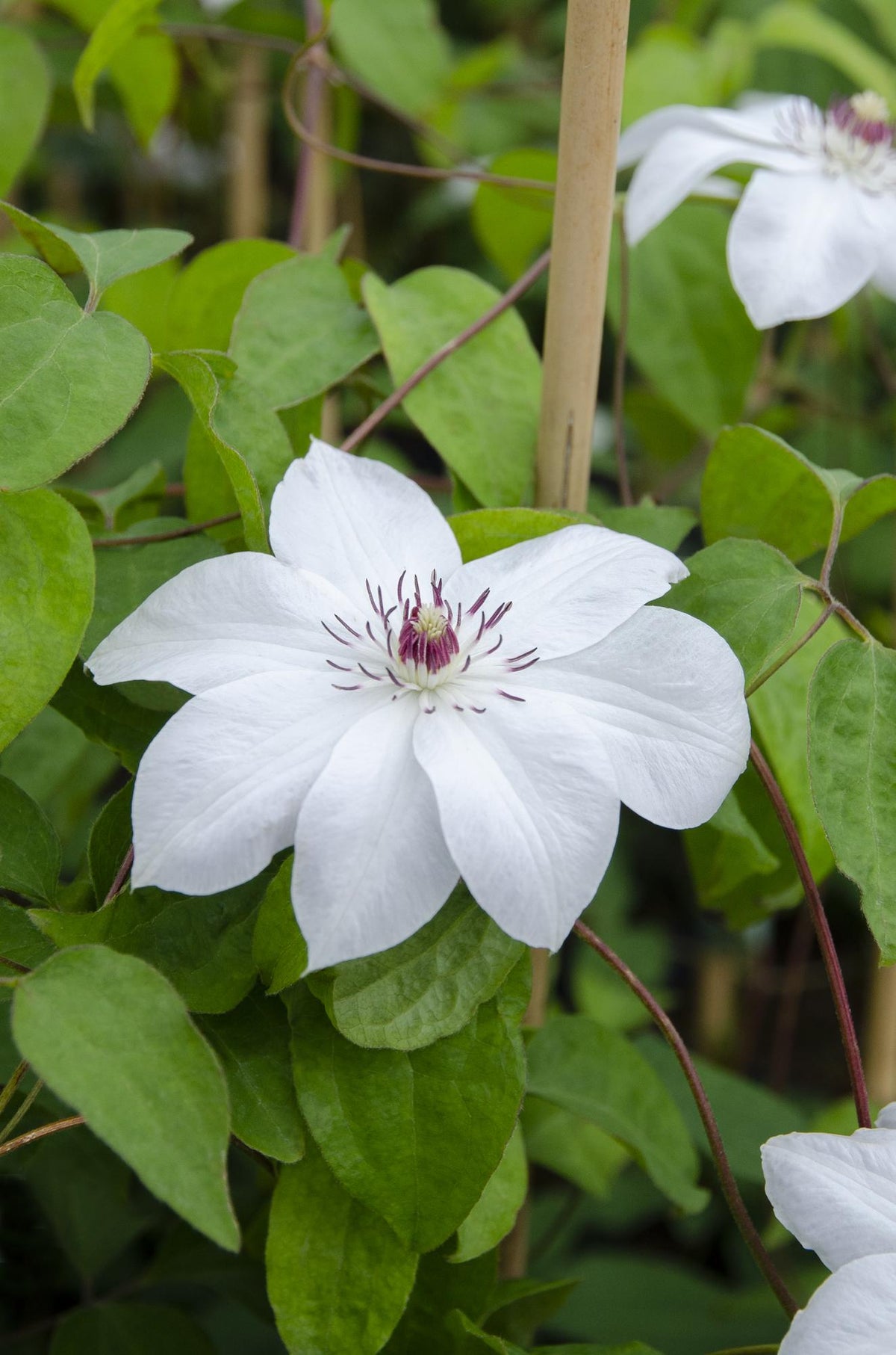 Productfoto van Clematis Miss Bateman - Clematis Wit