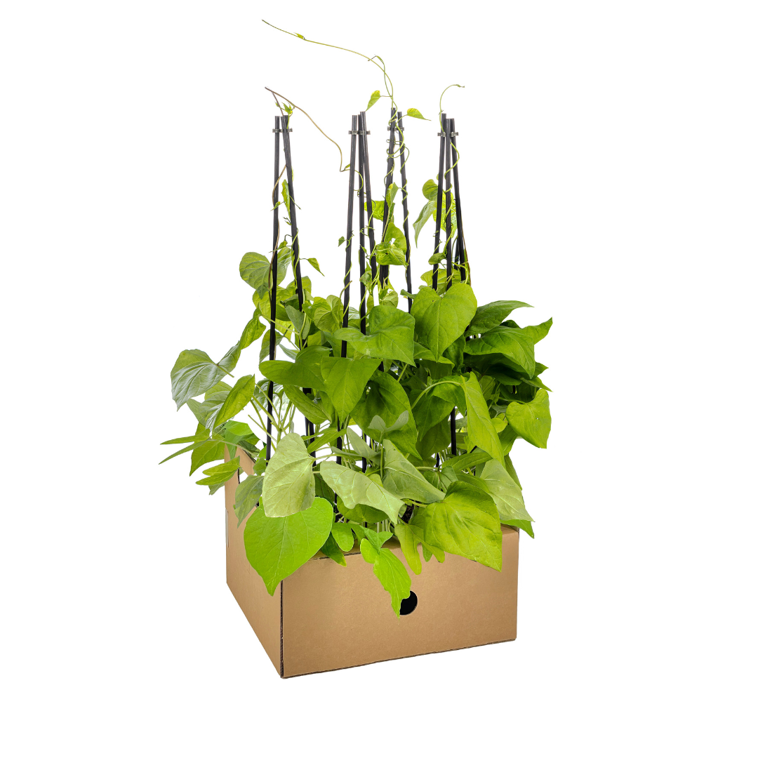 4x Ipomoea Tricolor Heavenly Blue, groene bladeren