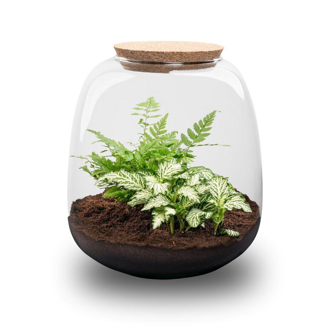 Planten terrarium Emma Mini, DIY kit, Fittonia 'White Tiger', groeiwijze van de plant