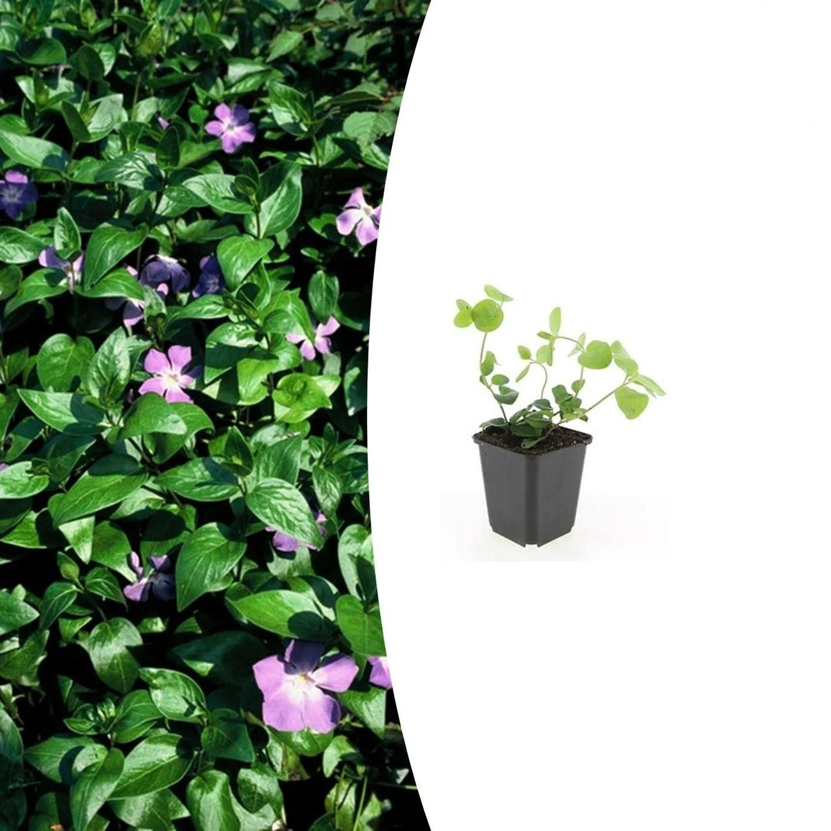 Vinca major, plant in pot