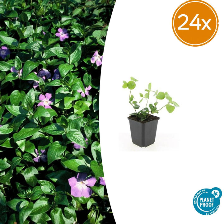Vinca major