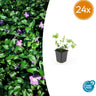 Vinca major