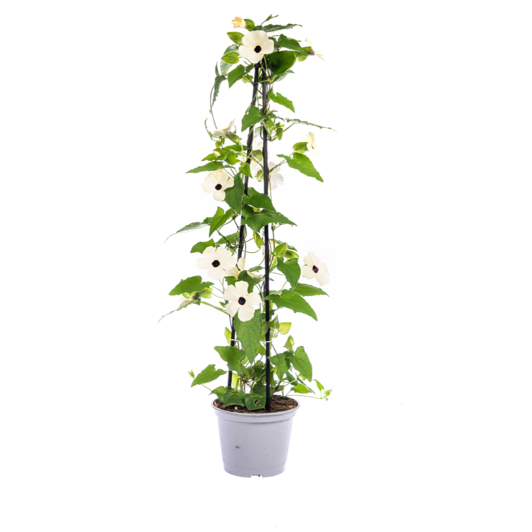 4x Thunbergia Alata Sunny Susy Mix, detail van het blad