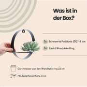 Echeveria pulidonis zonder wortels op muurstandaard, zwart