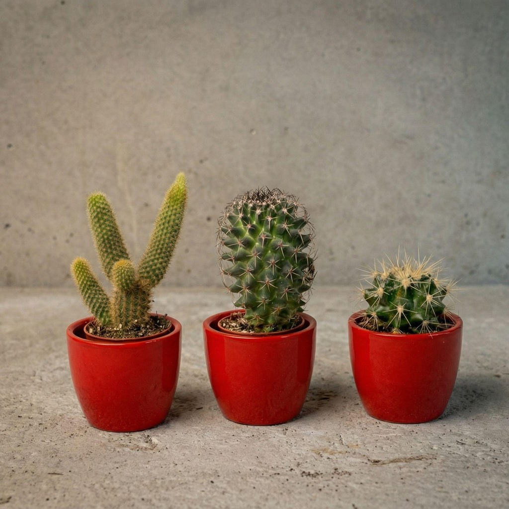 Cactussenset, 3 levende cactussen in rode mini-potjes, plant in pot