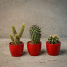Cactussenset, 3 levende cactussen in rode mini-potjes