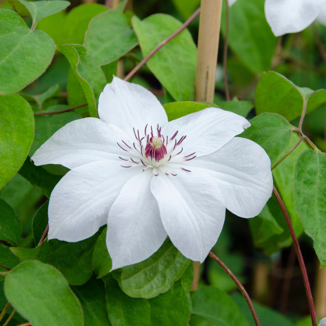 Clematis 'Miss Bateman' klimplant, wit, P9 pot, compacte klimplant
