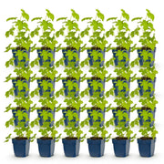 Ridderspoor (P) Galahad, 24x met witte bloemen