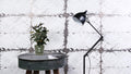 Productfoto van Anthurium Black Love In Transparant Sleeve