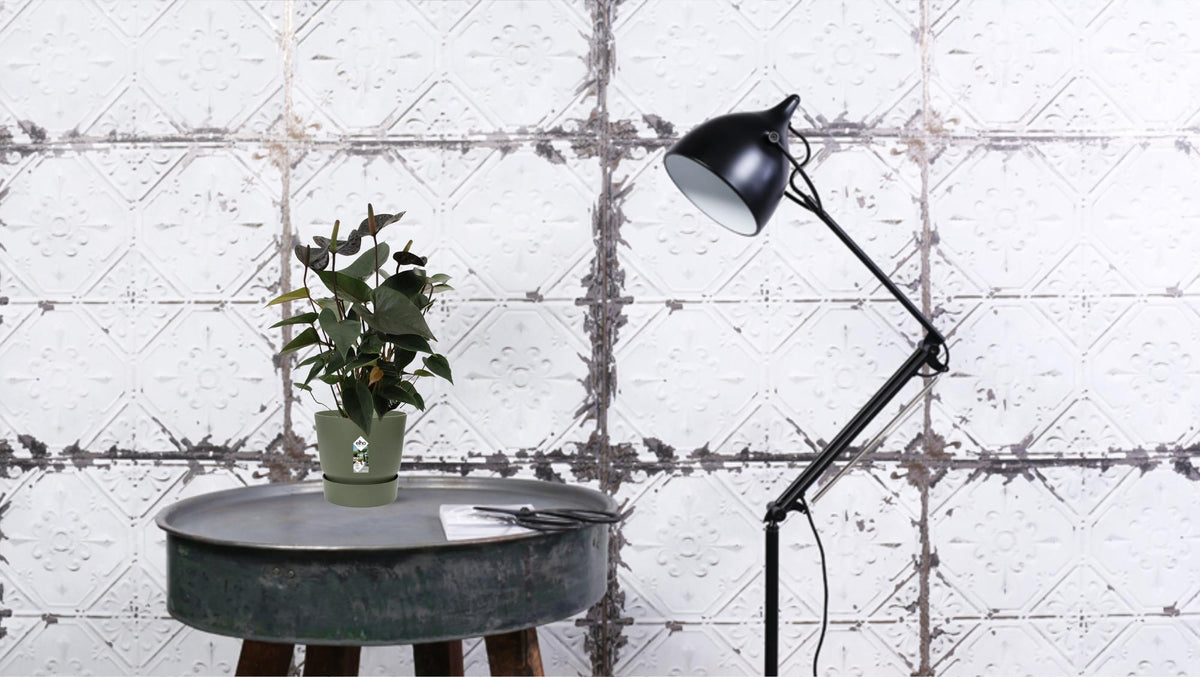 Productfoto van Anthurium Black Love In Transparant Sleeve