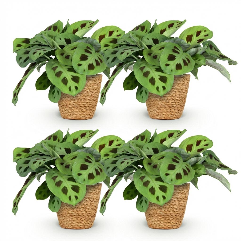 Maranta Fascinator Kerchoveana met mand, kenmerkend blad