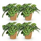 Maranta Fascinator Kerchoveana met mand, kenmerkend blad