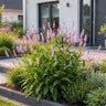Duizendknoop ampl. Rosea, met roze bloemen