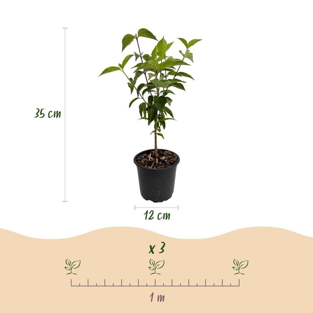 Cornus kousa chinensis, compacte plant