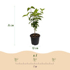 Cornus kousa chinensis, compacte plant