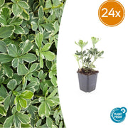 24x Pachysandra term. &