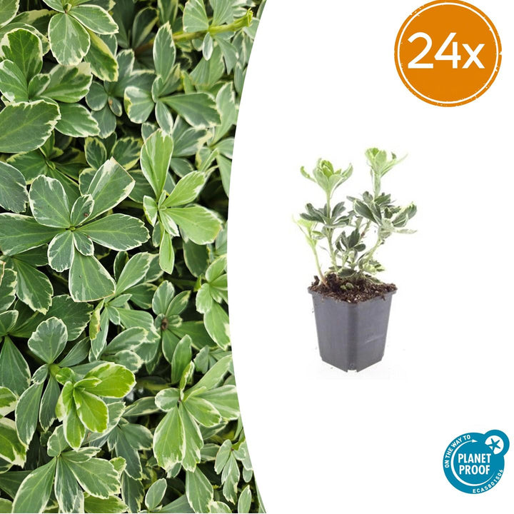 24x Pachysandra term. &