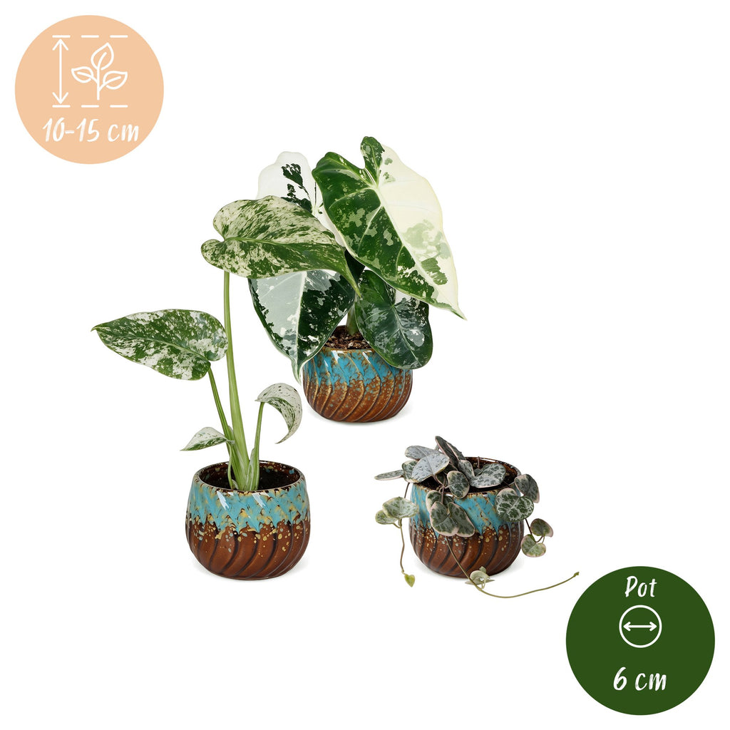 3x Baby Variegata Mix - Diversen - Tropisch - incl. Copper Reef - Ø6cm - ↕10-15cm, groeiwijze van de plant
