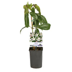 Productafbeelding van Pureplant