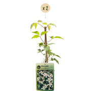 Clematis montana &