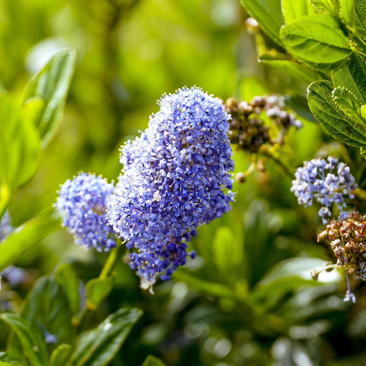 Ceanothus impressus Victoria, groeiwijze van de plant