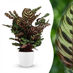 Pauwenplant (Calathea Makoyana) met witte pot, detail van het blad