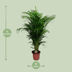 Detailfoto van Dypsis Lutescens