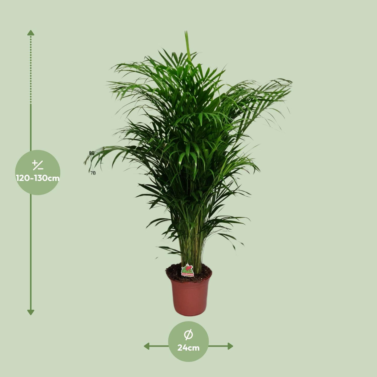 Detailfoto van Dypsis Lutescens