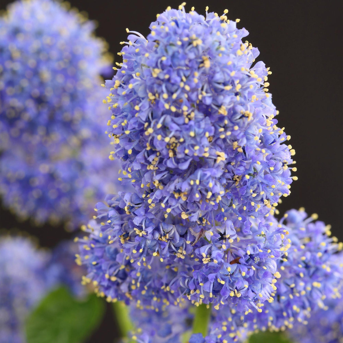 Ceanothus thyrsiflorus Repens, groeiwijze van de plant