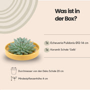 ROOTLESS Succulent Echeveria Pulidonis in schaal &