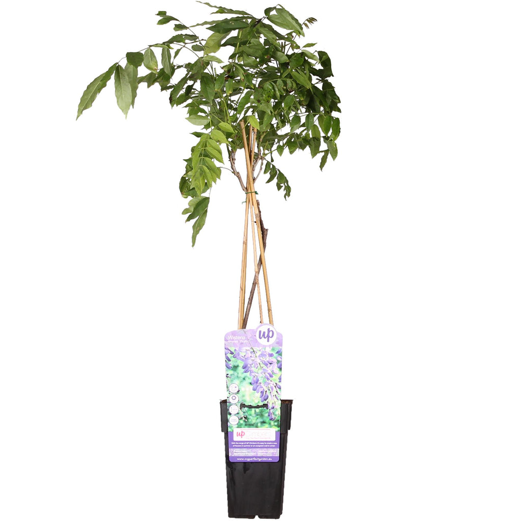 Productafbeelding van Pureplant