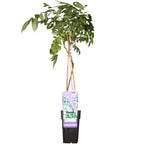 Productafbeelding van Pureplant