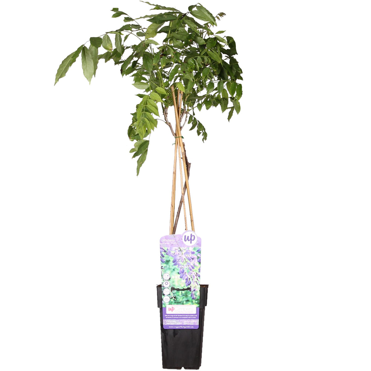 Productafbeelding van Pureplant