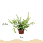 Pteris cretica Albolineata met witte pot, compacte kamerplant