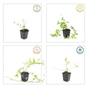 Vinca major &