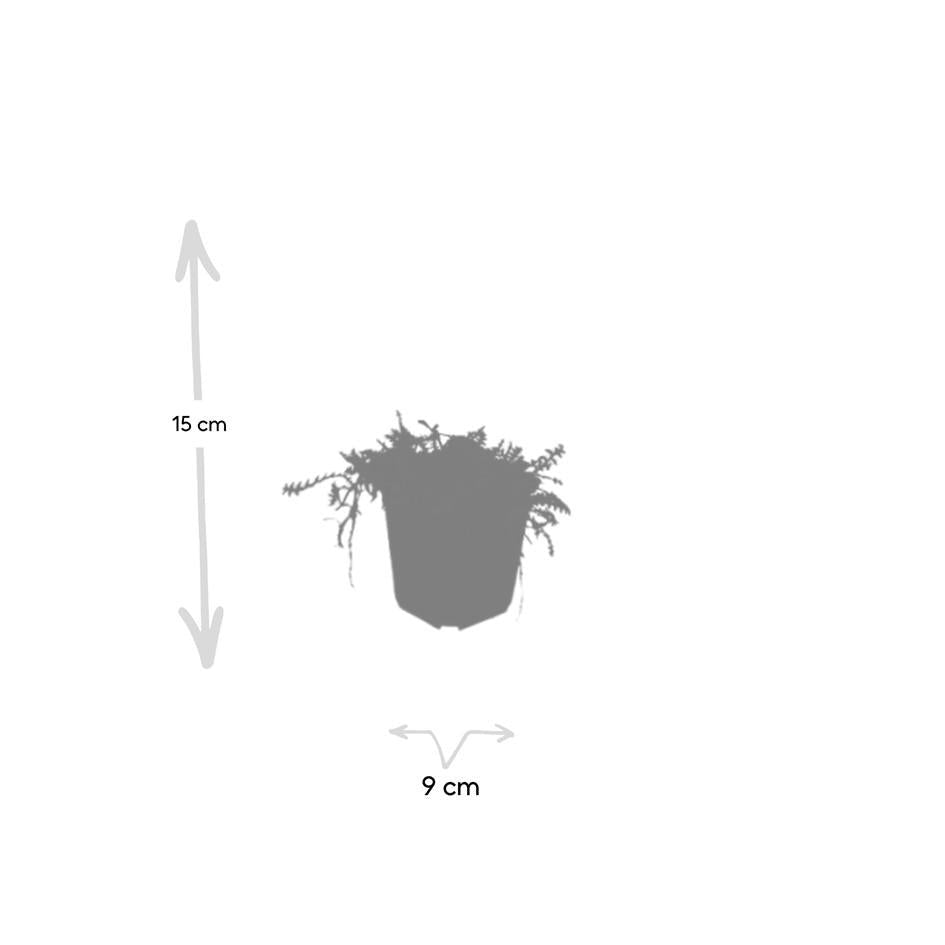 Leptinella squalida, groeiwijze van de plant