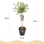 Prunus incisa Koujou, groene bladeren