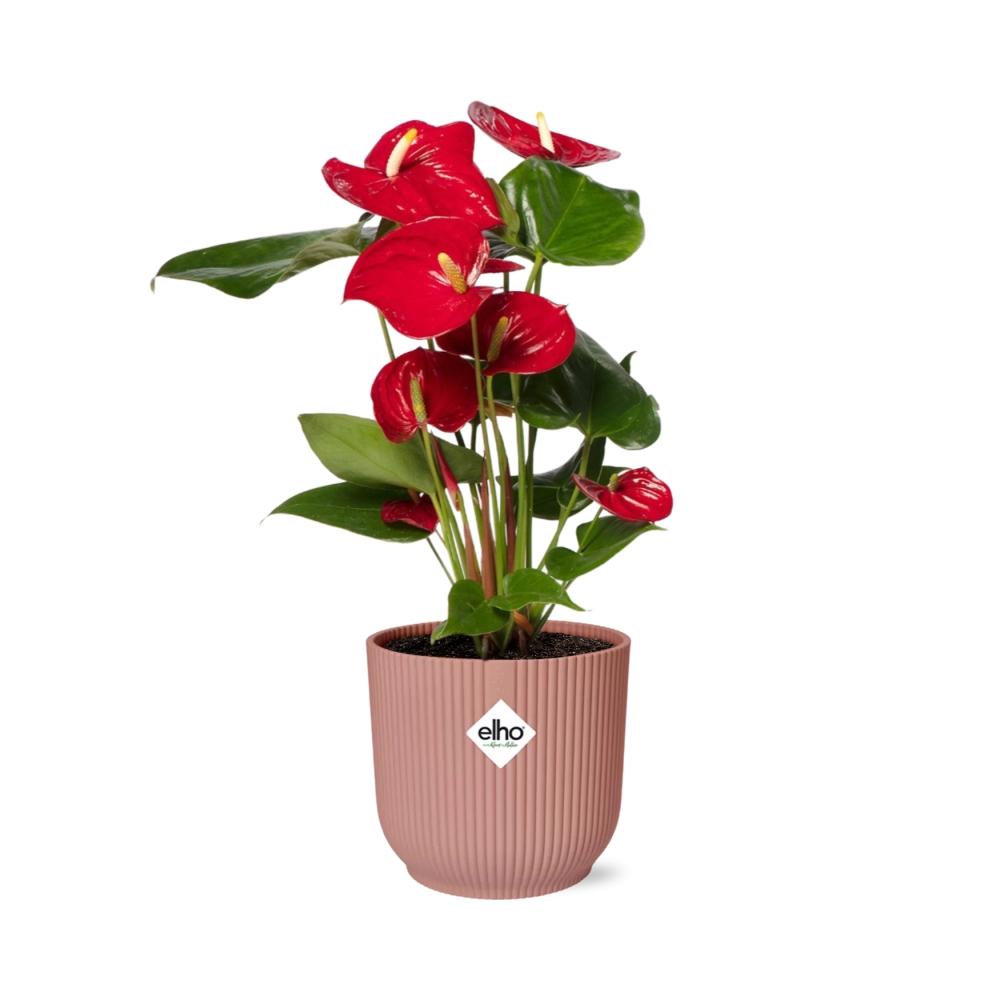Detailfoto van Anthurium Red 12cm in ELHO Vibes Fold 14cm roze