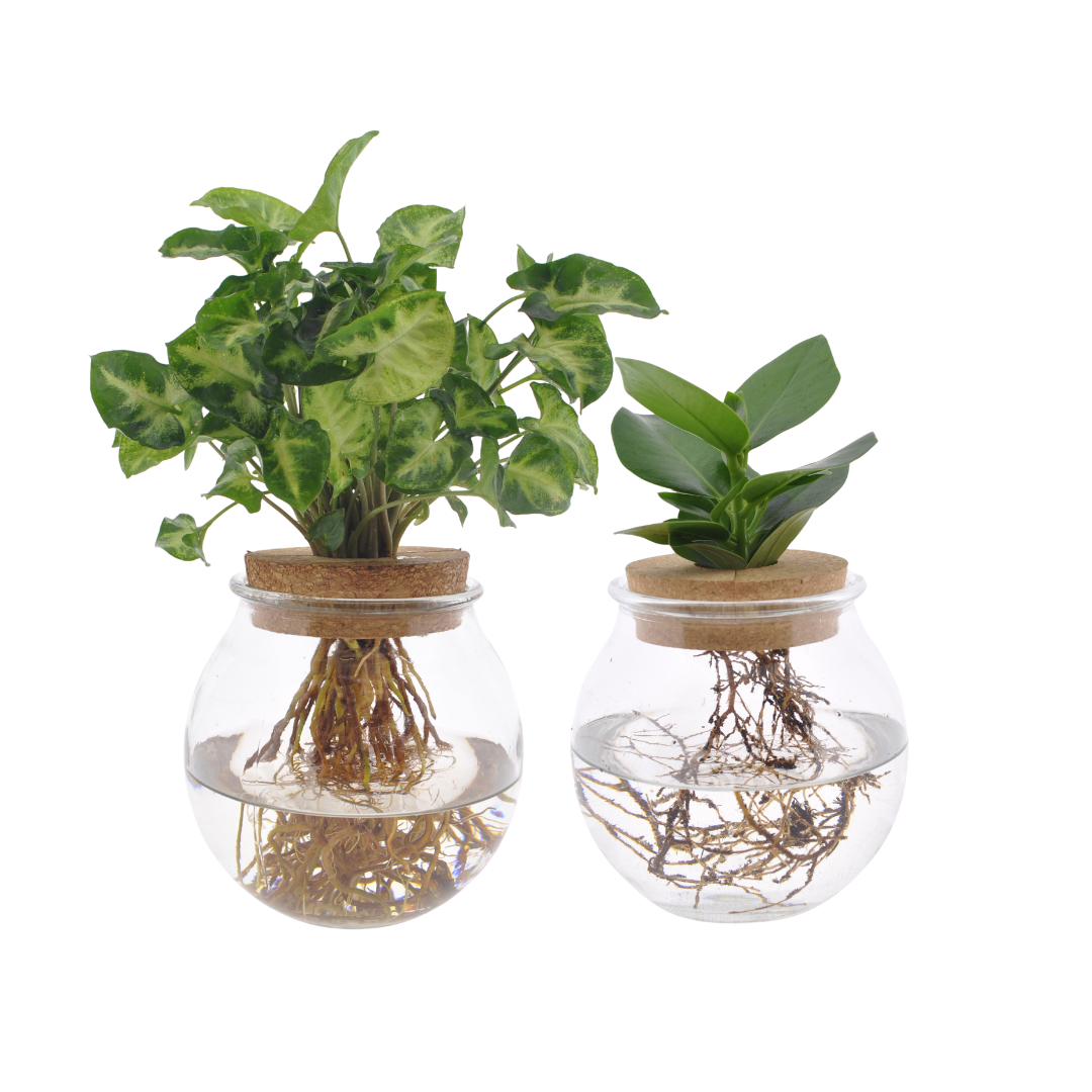 Productfoto van Bolglas Duo Clusia/Syngonium Green - 2 stuks