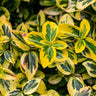 Euonymus fortunei Emerald n Gold