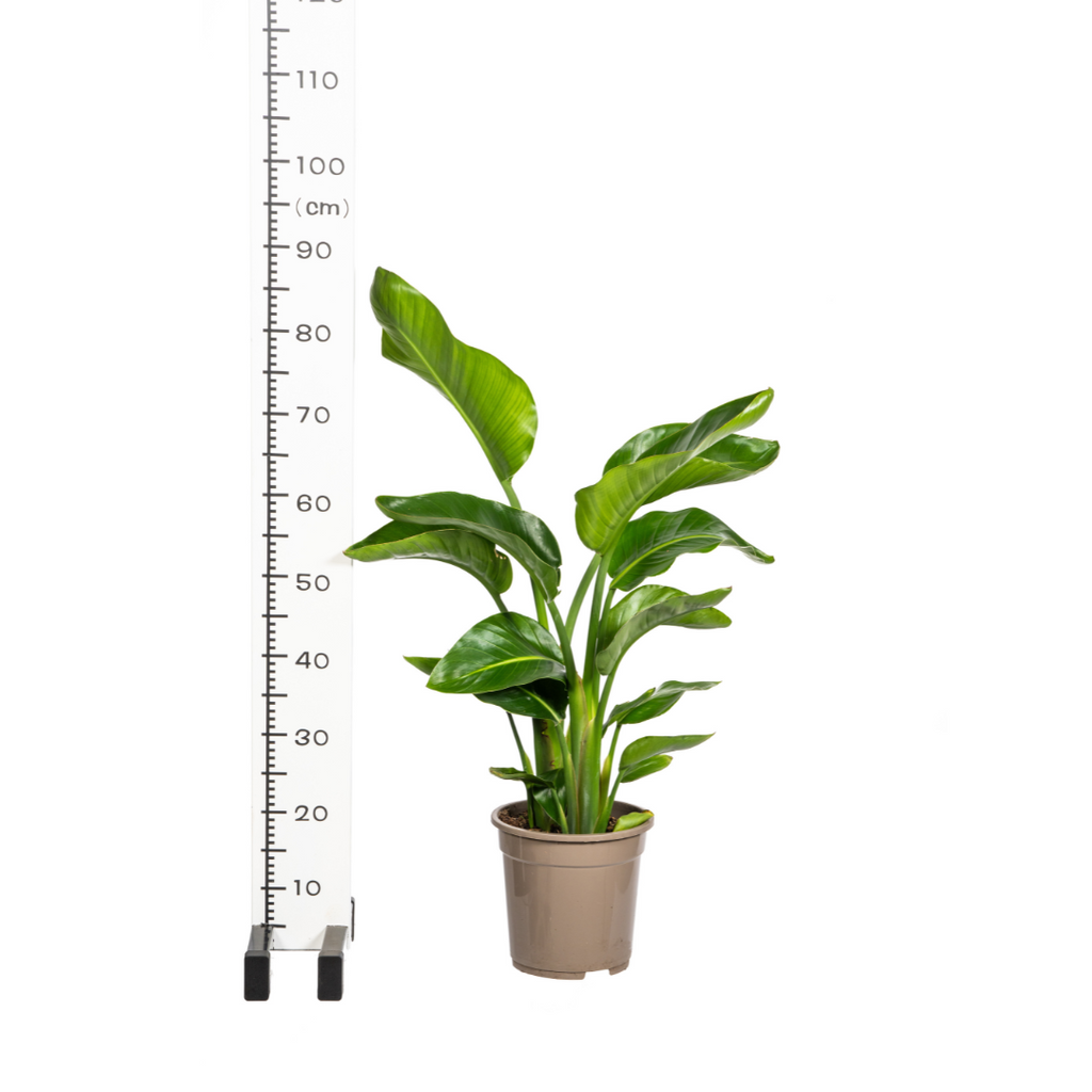 Strelitzia Nicolai met mand, groeiwijze van de plant