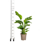 Strelitzia Nicolai met mand, groeiwijze van de plant